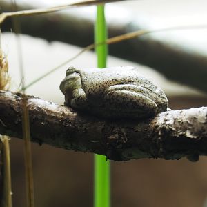 European tree frog (Hyla arborea), 2019-03-30