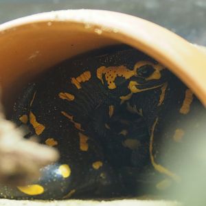 Fire salamanders in a flower pot (Salamandra salamandra), 2019-03-30