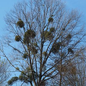 Eurasian aspen (Populus tremula) with European mistletoe (Viscum album), 2019-03-30
