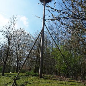 European white stork nesting pole, 2019-03-30