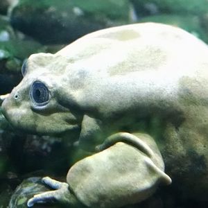 St. Louis Zoo Lake Titicaca frog