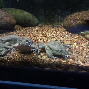 Fort Worth Zoo Lake Titicaca frogs