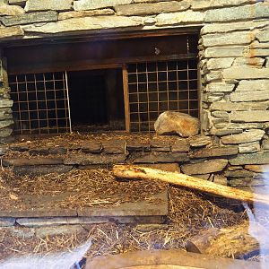 North American beaver den, 2019-03-30