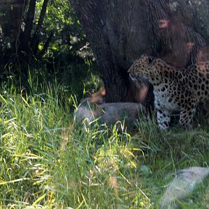 Amur Leopard