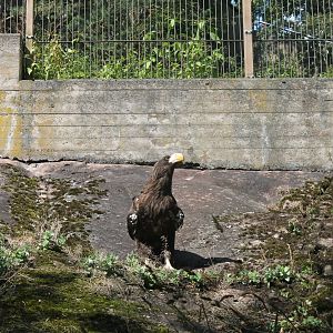 Steller's Sea Eagle