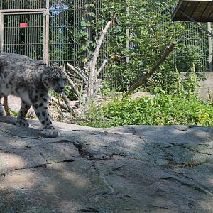 Snow Leopard