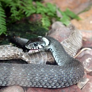 Grass Snake