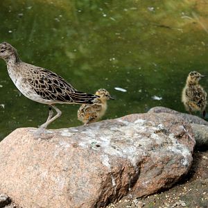Ruff and Chicks
