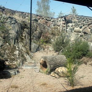 Fennec Fox/Tortoise Enclosure