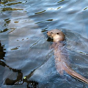 European Otter
