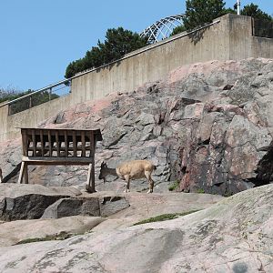 Markhor Enclosure