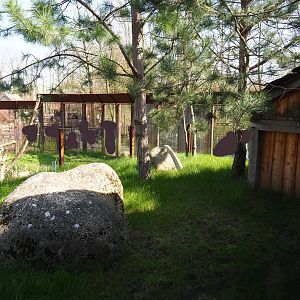 Hermann's tortoise outdoor exhibit, 2019-03-30