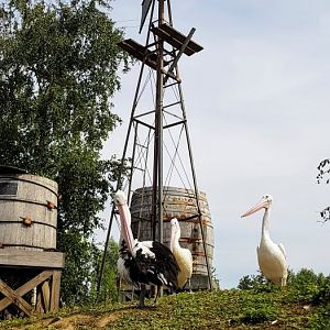 Australian pelicans