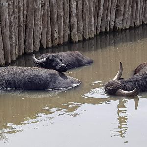 Water buffalo