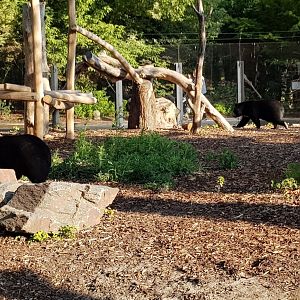 Asiatic black bear enclosure
