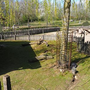Traditional Limburg farm yard - Domestic guinea pig and rabbit pen, 2019-03-30