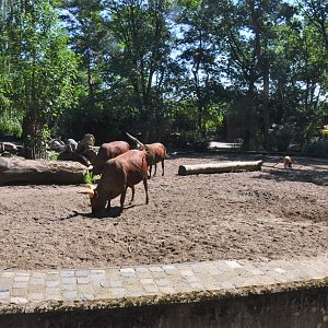 Ankole and Red River Hog Enclosure at Duisburg, 17/06/19