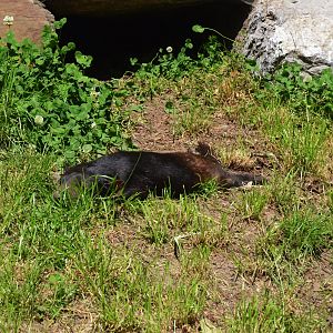 Tasmanian Devil at Duisburg, 17/06/19