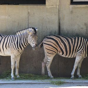 Damara Zebra at Duisburg, 17/06/19
