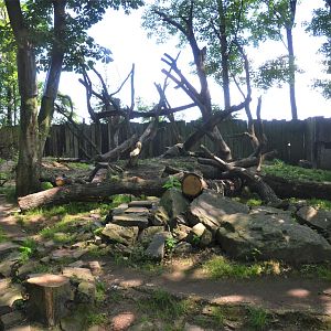 Wolverine Enclosure at Duisburg, 17/06/19