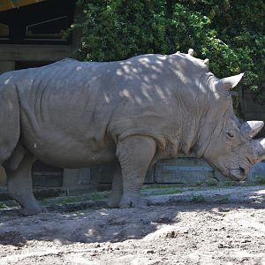 Southern White Rhino at Duisburg, 17/06/19