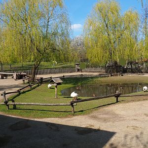 Traditional Limburg farm yard - Petting zoo paddock, 2019-03-30