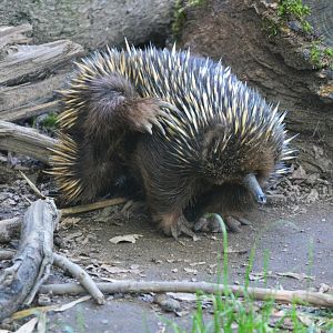 Short-beaked Echidna at Duisburg, 17/06/19