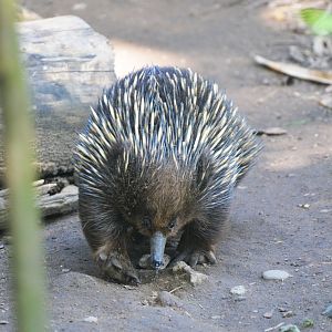 Short-beaked Echidna at Duisburg, 17/06/19