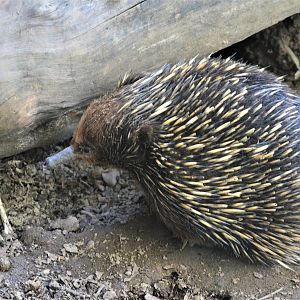 Short-beaked Echidna at Duisburg, 17/06/19