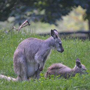 Eastern Wallaroo at Duisburg, 17/06/19