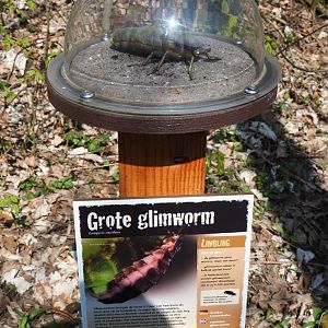 Educational display common glow-worm, 2019-03-30