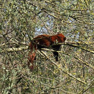 Red panda (Ailurus fulgens) sleeping up in a tree, 2019-03-30