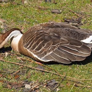 Swan goose (Anser cygnoides), 2019-03-30