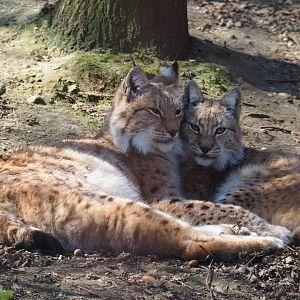 Eurasian lynxes (Lynx lynx lynx), 2019-03-30