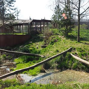 Eurasian lynx exhibit, 2019-03-30