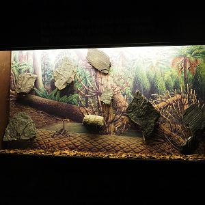 Carboniferous period plant fossils display, 2019-03-30
