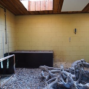 Bush dog den, 2019-03-30