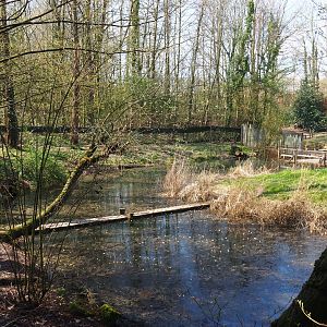 Bush dog exhibit, 2019-03-30