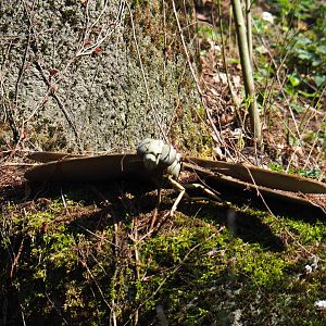 Meganeura giant dragonfly model, 2019-03-30