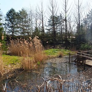 Bush dog exhibit, 2019-03-30