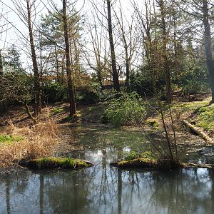 Bush dog exhibit, 2019-03-30