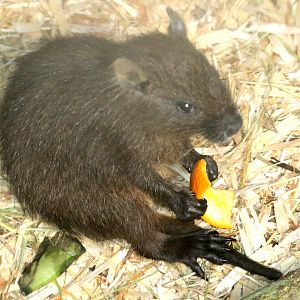 Young Cuban huitia; Ventura; 20th July 2019