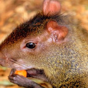 Orange-rumped agouti; Ventura; 20th July 2019