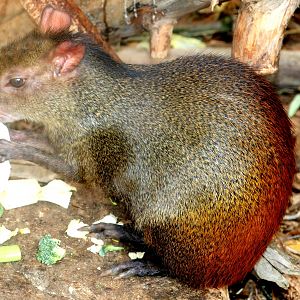Orange-rumped agouti; Ventura; 20th July 2019