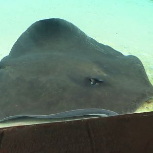 Stingray