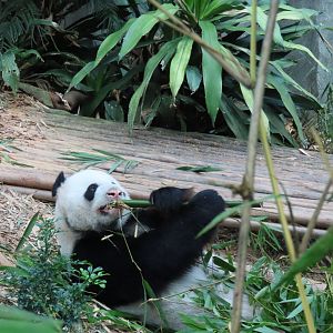 Giant panda