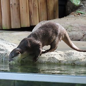 Asian small clawed otter
