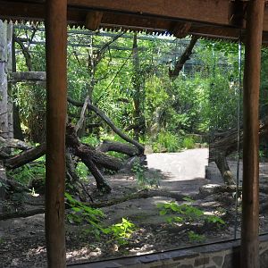 Clouded Leopard Viewing at Duisburg, 17/06/19