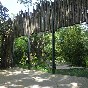 Clouded Leopard Viewing at Duisburg, 17/06/19
