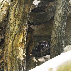 Lowland Paca at Duisburg, 17/06/19